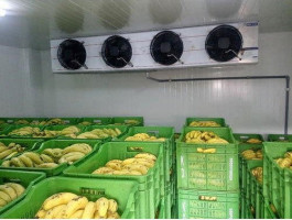 BANANA RIPENING CHAMBERS