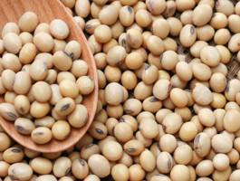 soyabean
