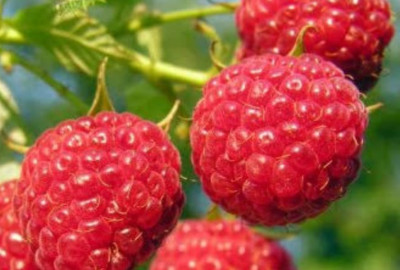 Indian Raspberry