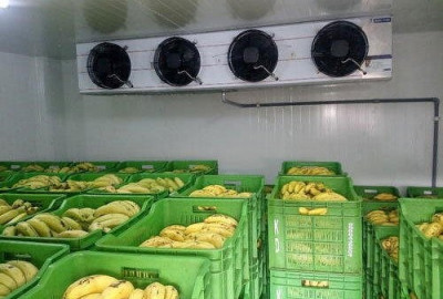 BANANA RIPENING CHAMBERS