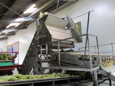 Sweet Corn Processing Line