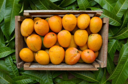 Mango