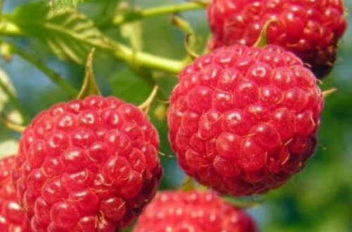 Indian Raspberry