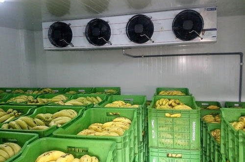 BANANA RIPENING CHAMBERS