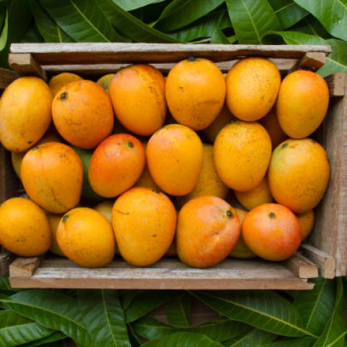 Mango