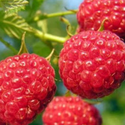 Indian Raspberry