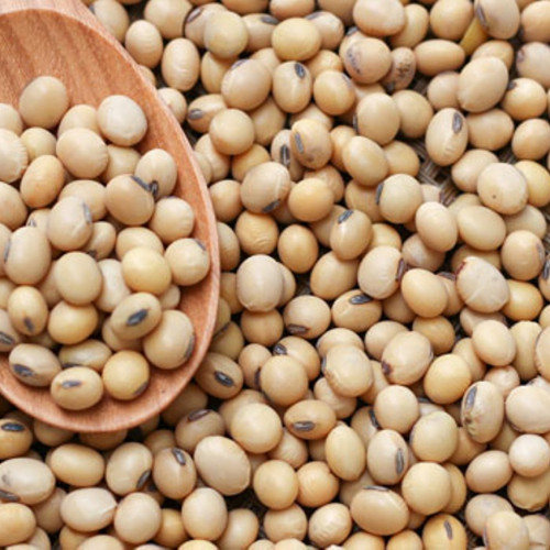 soyabean